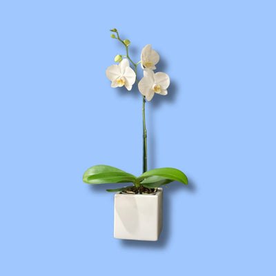 Plants