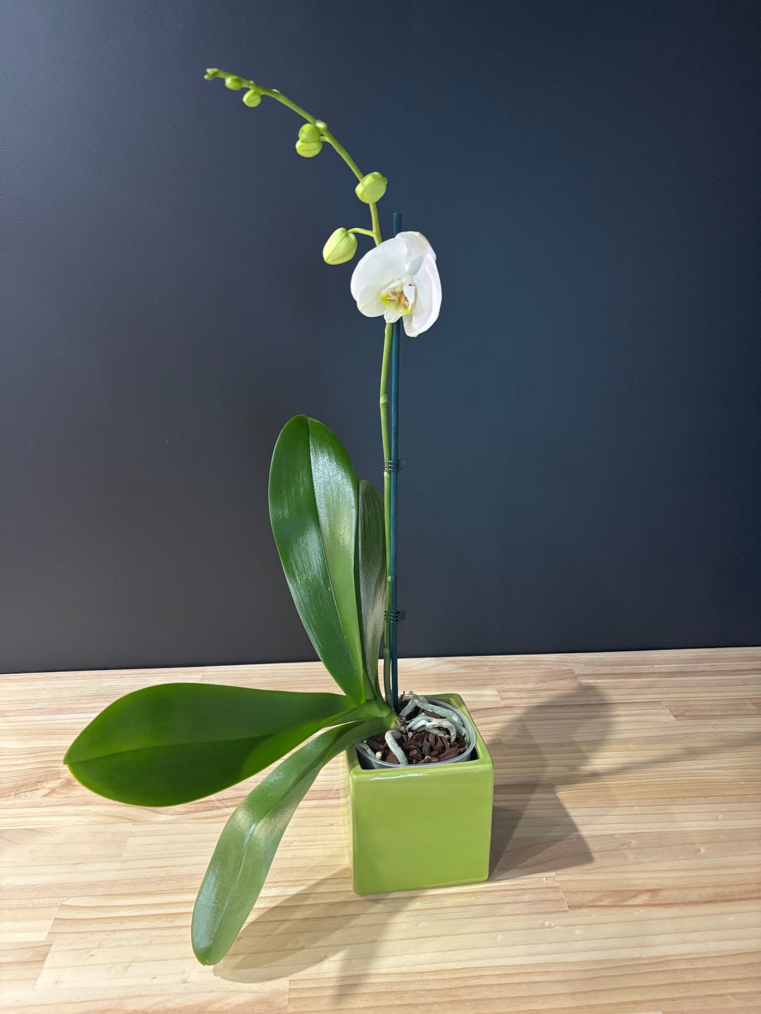 Phalaenopsis Orchid in 12cm Ceramic Pot image 0