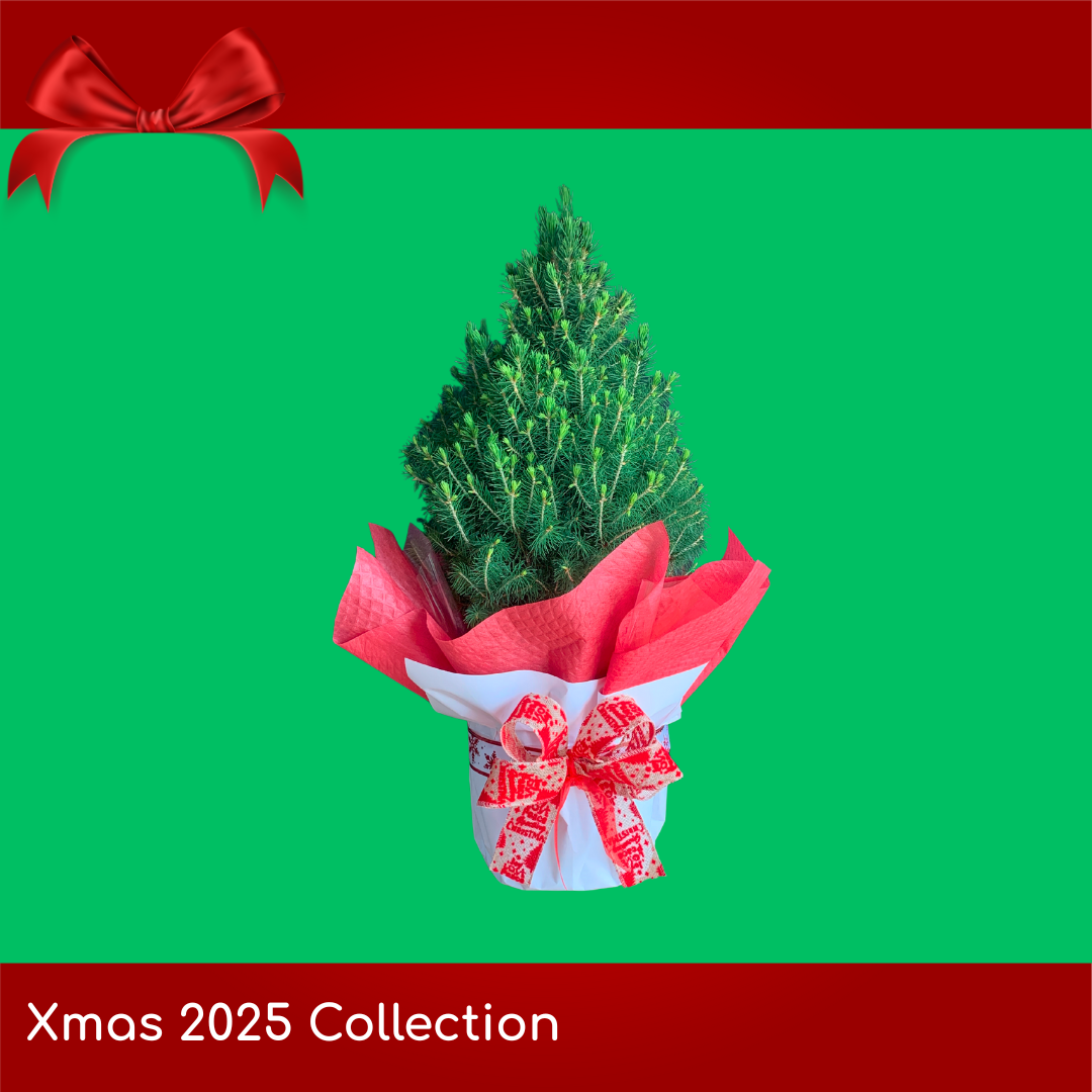 Mini Living Xmas Tree