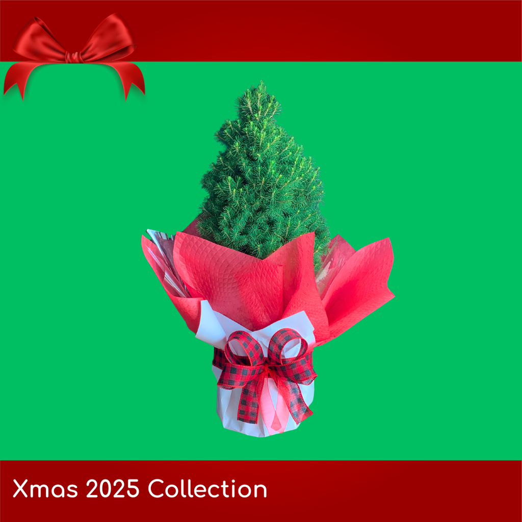 Mini Living Xmas Tree