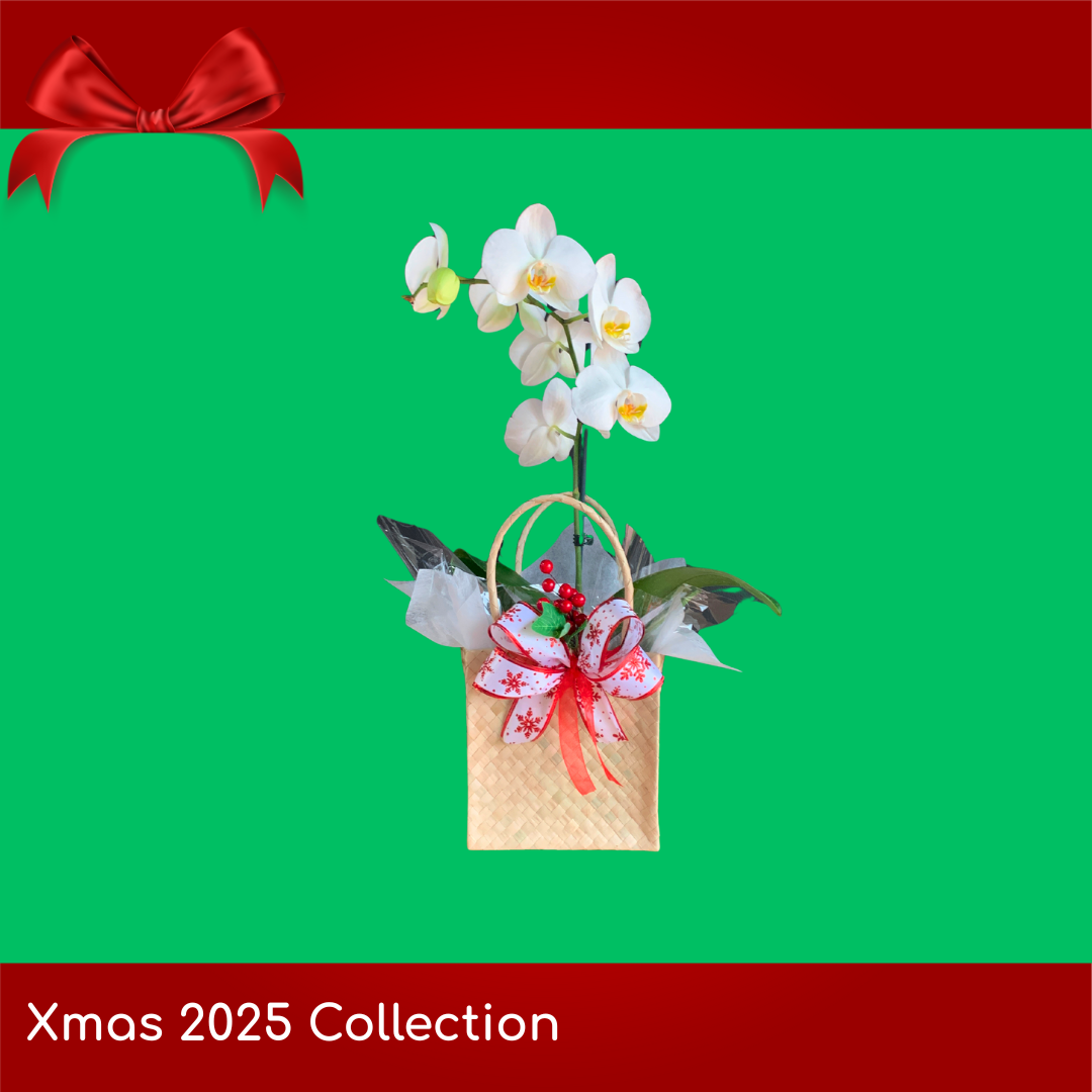 Xmas Themed Phaleanopsis Orchid in Kete