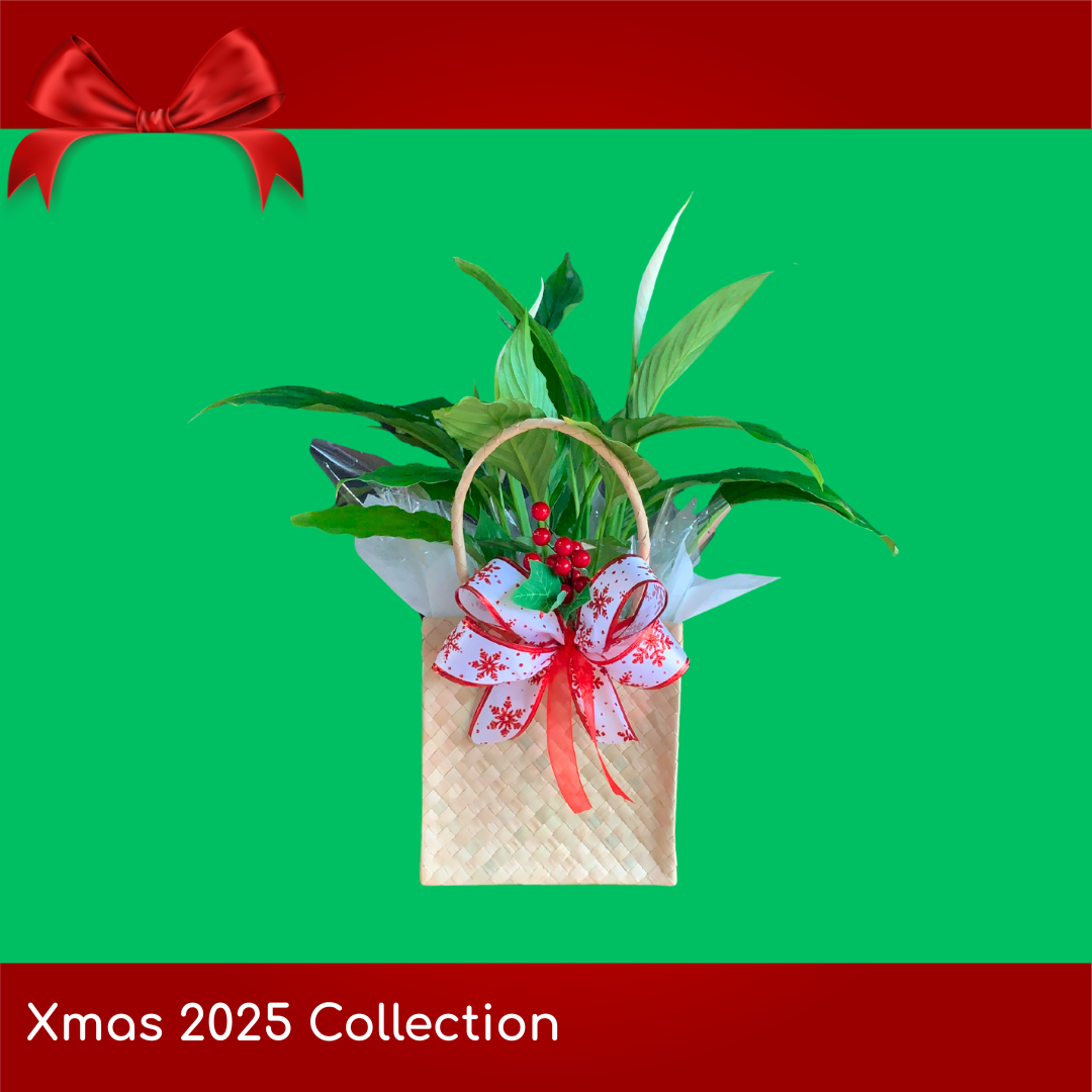 Xmas Themed Peace Lily in Kete