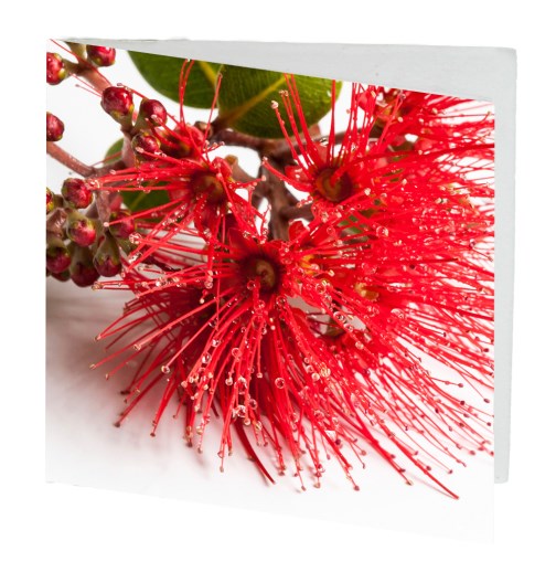 Card Pohutukawa 7cm image 0