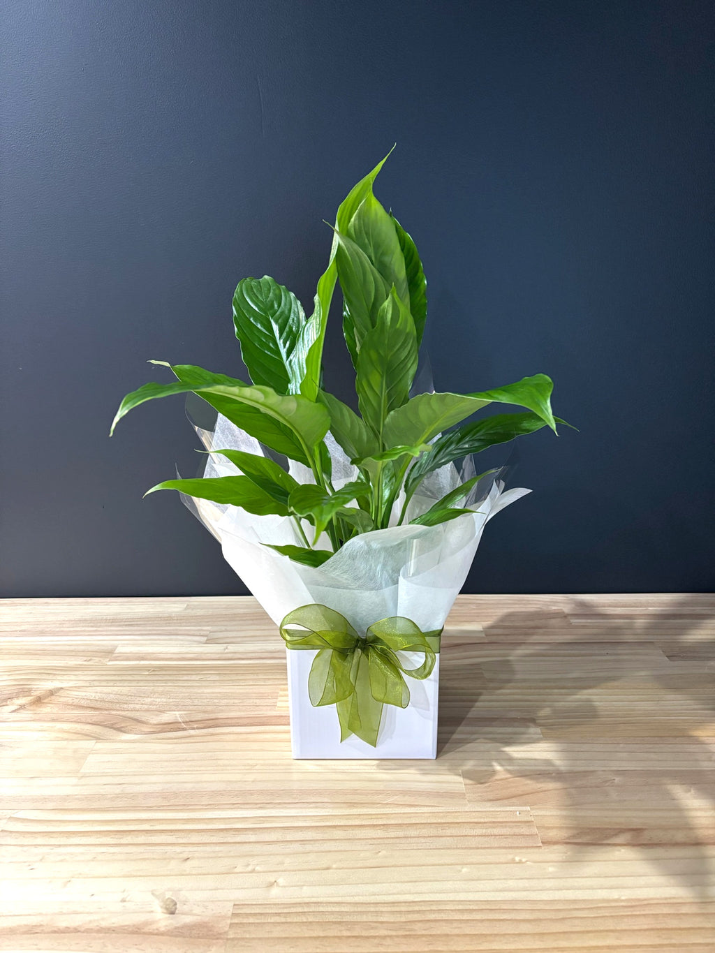 Peace Lily image 0
