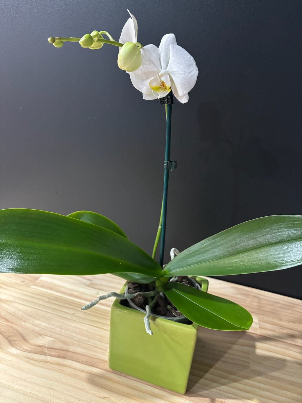 Phalaenopsis Orchid in 12cm Ceramic Pot image 1