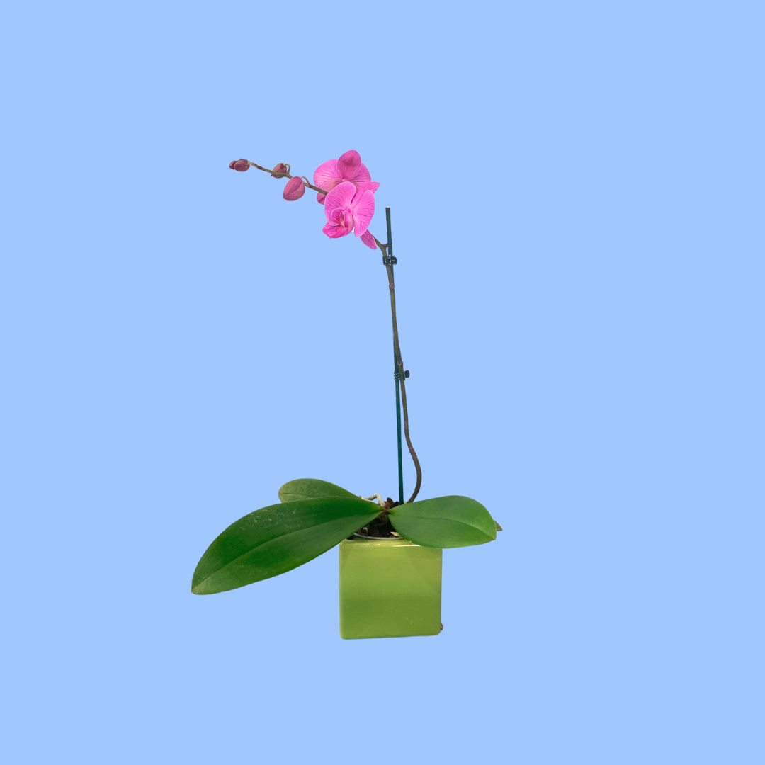 Cerise Phalaenopsis Orchid in 12cm Ceramic Pot