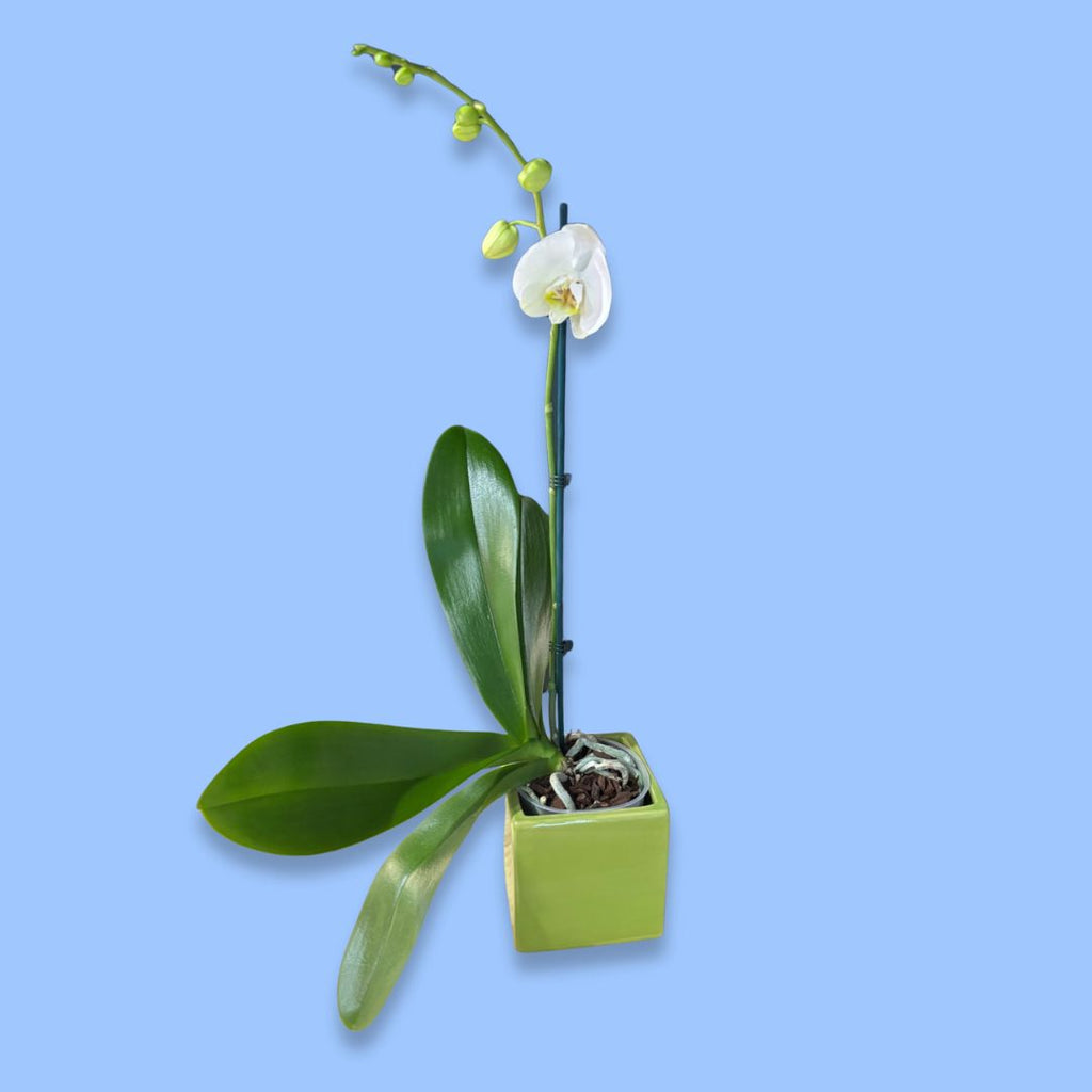 Phalaenopsis Orchid in 12cm Ceramic Pot
