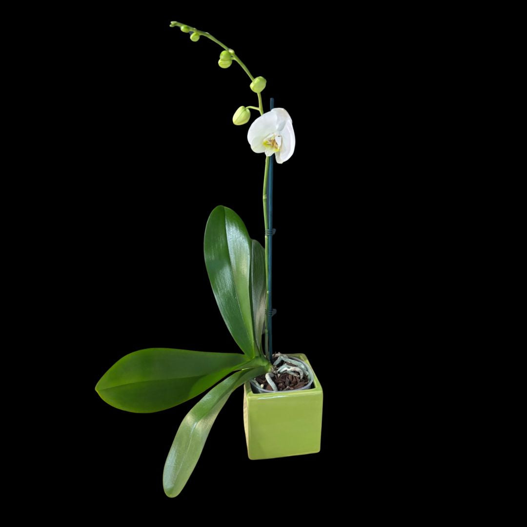 Phalaenopsis Orchid in 12cm Ceramic Pot