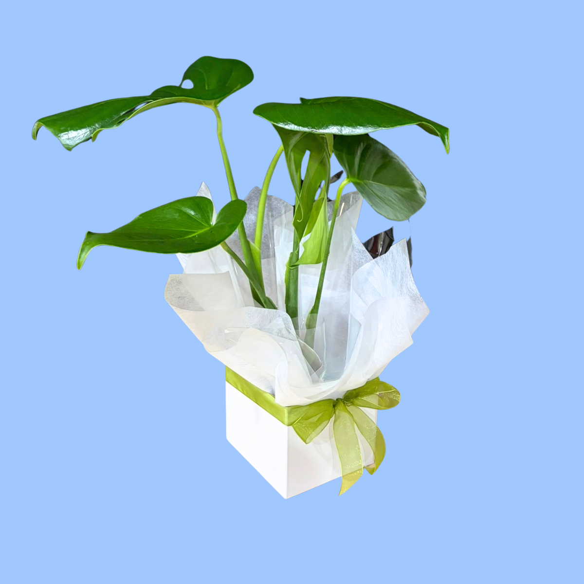 Green large leaved monstera plant in white box with green ribbon and tissue