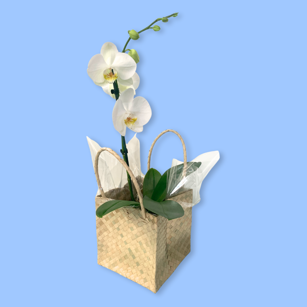 White Phalaenopsis Orchid Carry