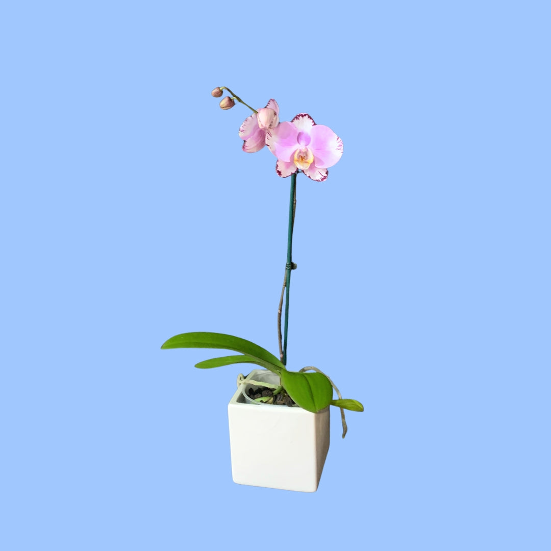 Pink & Burgundy Phalaenopsis Orchid in 12cm Ceramic Pot