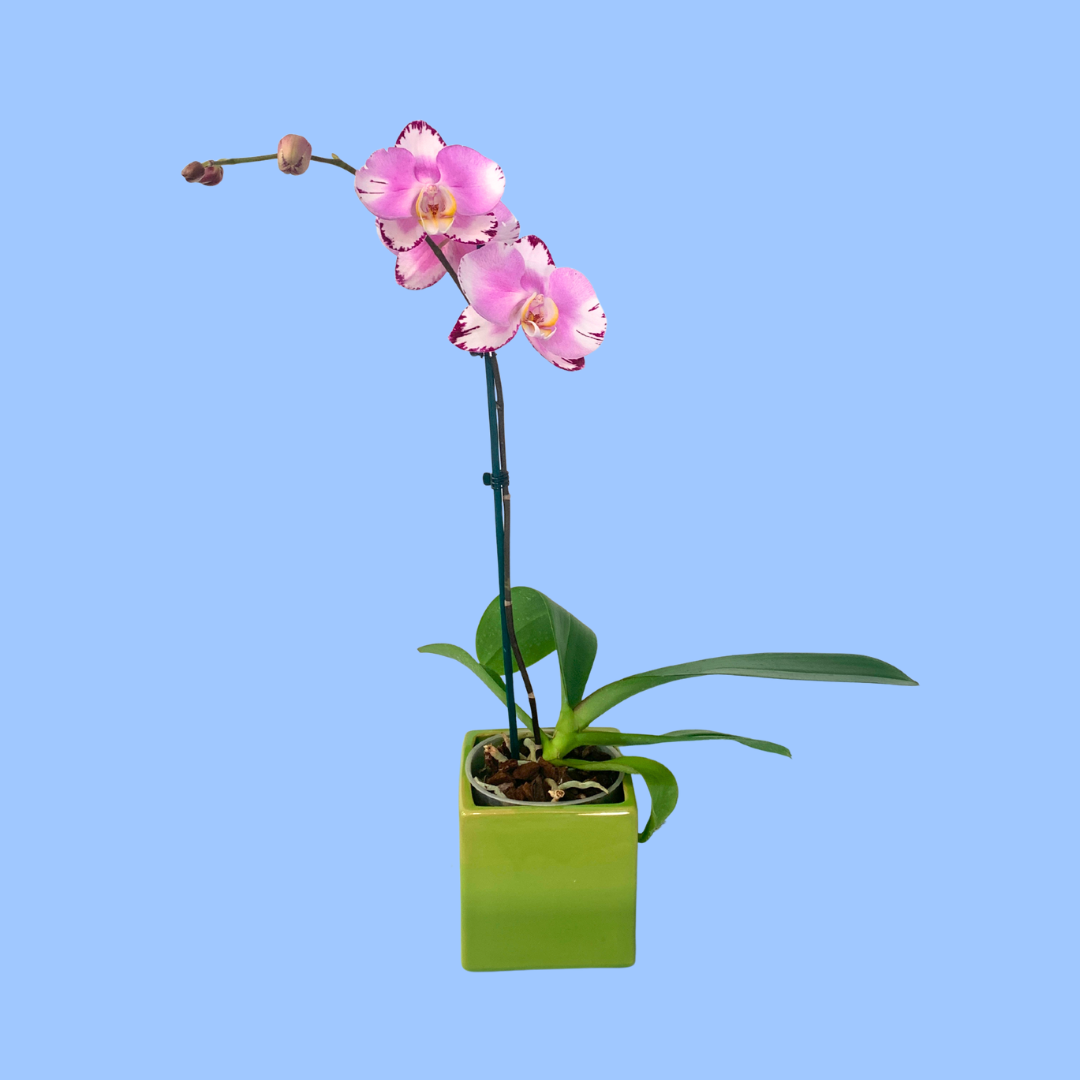 Pink & Burgundy Phalaenopsis Orchid in 12cm Ceramic Pot