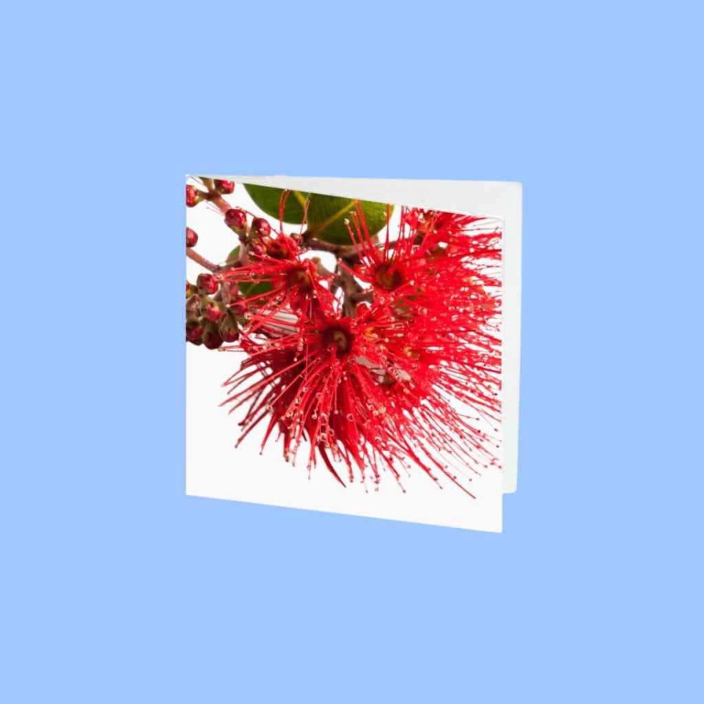 Card Pohutukawa 7cm