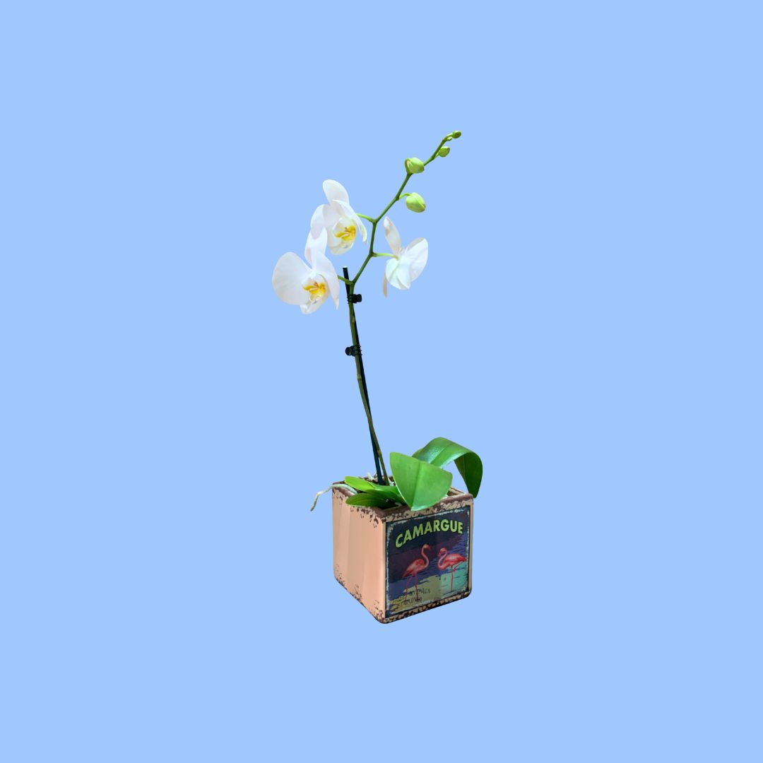 Phalaenopsis Orchid in 13cm Flamingo Vintage Style Pot