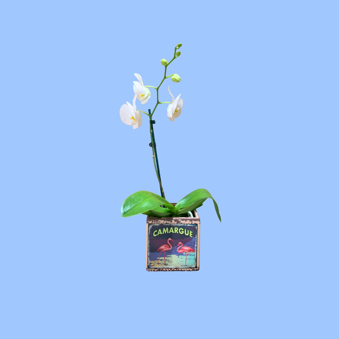 Phalaenopsis Orchid in 13cm Flamingo Vintage Style Pot