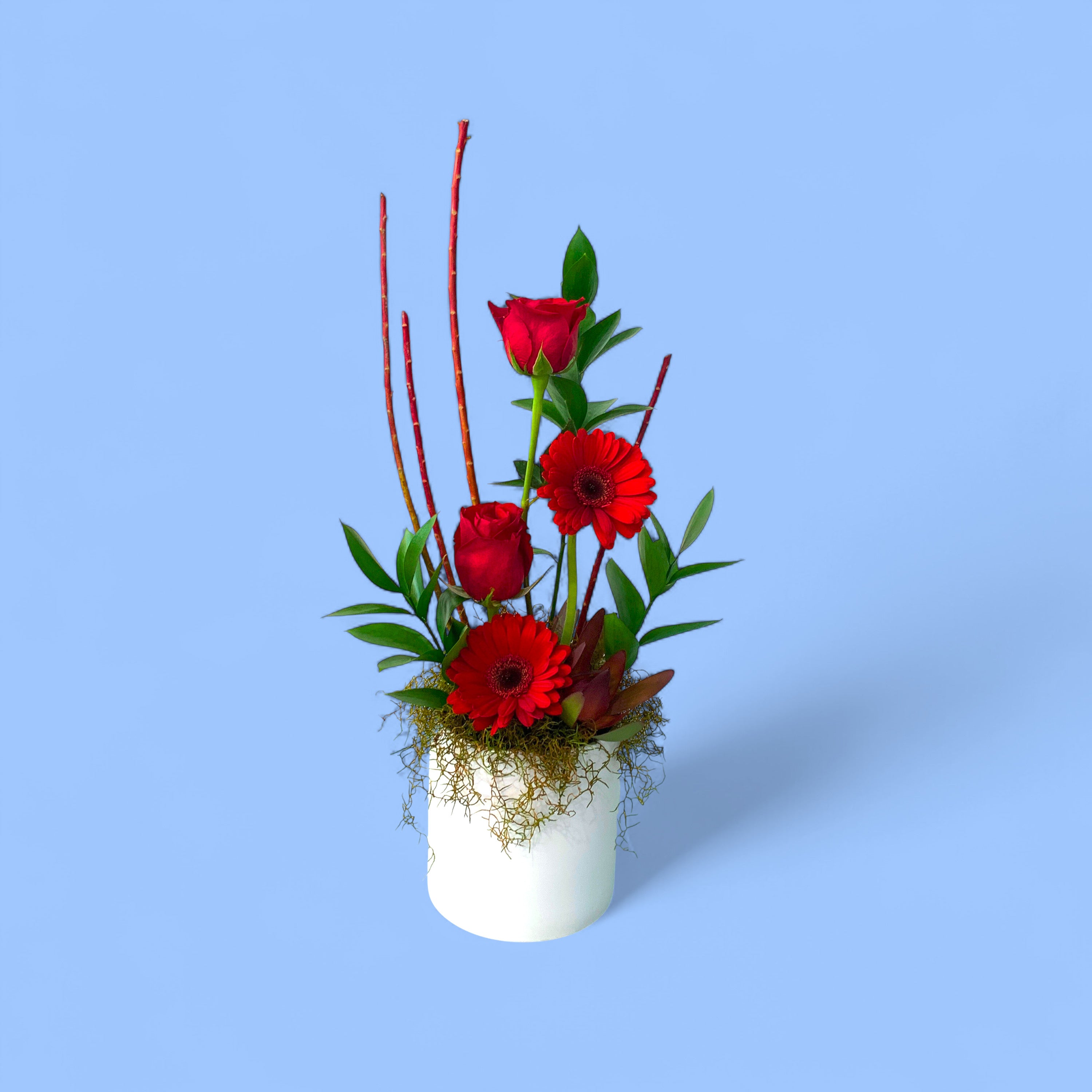 Urban #2  (in white ceramic pot)