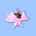 Anthurium in Box