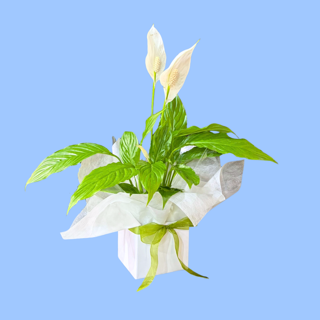 Peace Lily