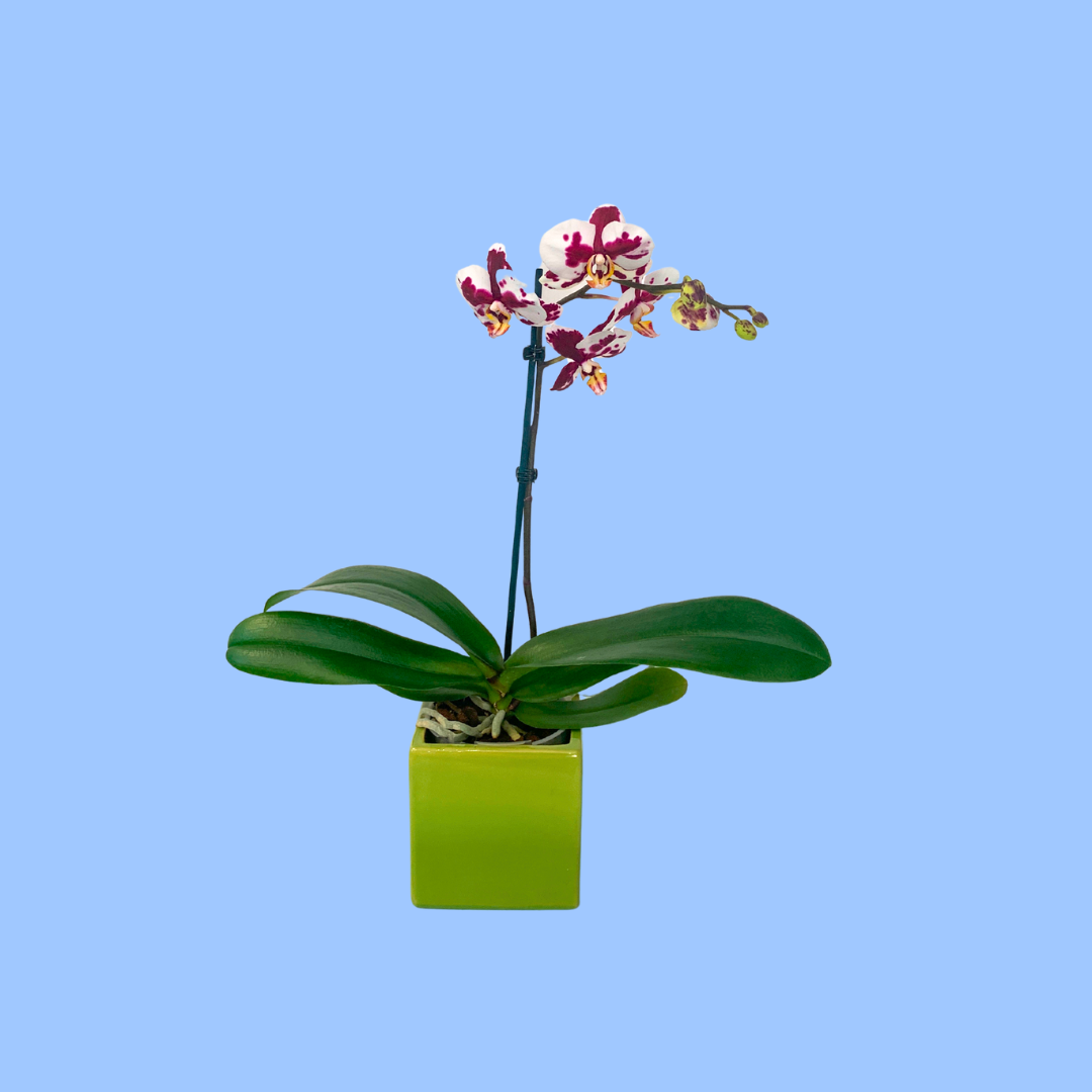 Burgundy & White Phalaenopsis Orchid in 12cm Ceramic Pot